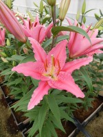 [5366 Aktiva VZ No01.JPG]